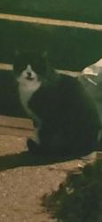 Found/Stray Unknown Cat last seen Linconia and Braddock Road, Alexandria, VA 22312