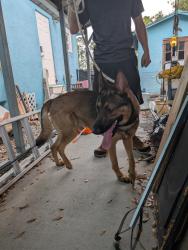 Found/Stray Male Dog last seen Milwaukee blvd and cottonwood , Lehigh Acres, FL 33974