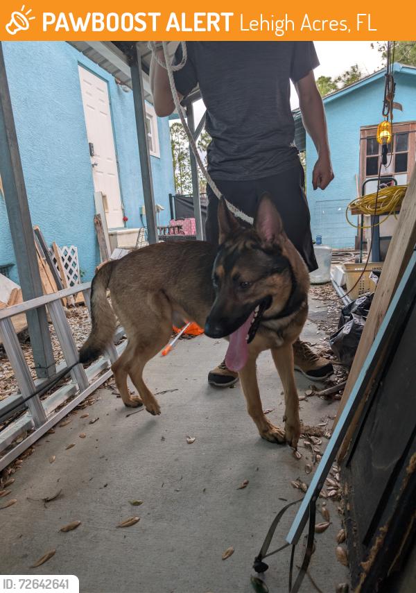 Found/Stray Male Dog last seen Milwaukee blvd and cottonwood , Lehigh Acres, FL 33974