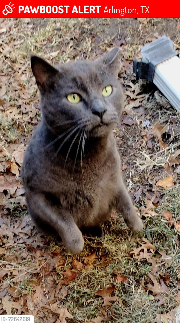 Lost Male Cat last seen Sieber near Wooded Creek Circle, Arlington, TX 76016