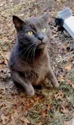 Lost Male Cat last seen Sieber near Wooded Creek Circle, Arlington, TX 76016