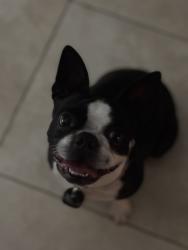 Lost Female Dog last seen Victoria dr, West Palm Beach, FL 33406