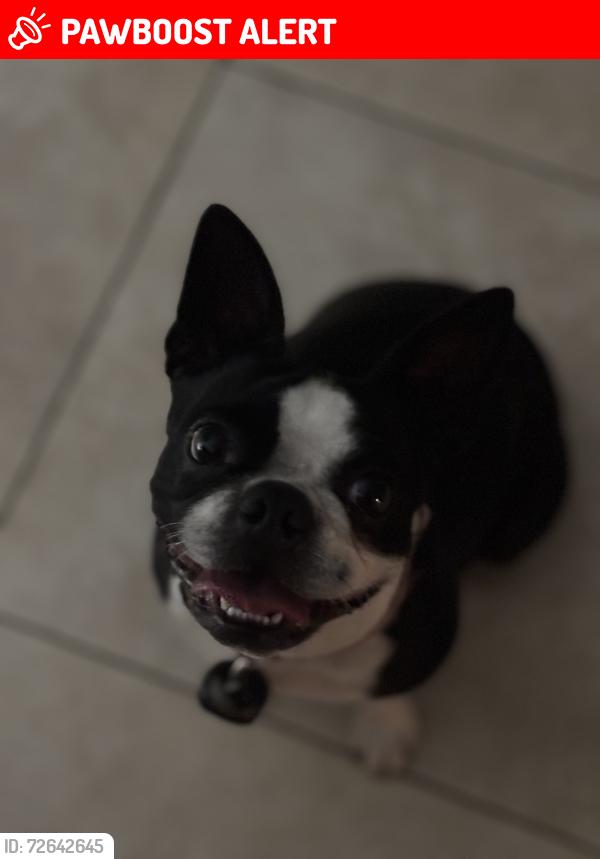 Lost Female Dog last seen Victoria dr, West Palm Beach, FL 33406