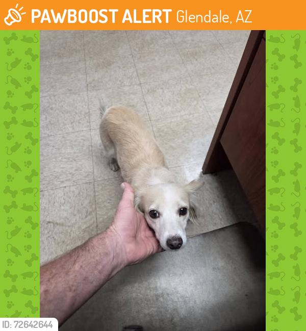 Found/Stray Female Dog last seen 56th ave & Ocotillo, Glendale, AZ 85301