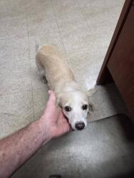 Found/Stray Female Dog last seen 56th ave & Ocotillo, Glendale, AZ 85301