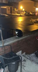 Found/Stray Unknown Cat last seen In my possession at the moment , Mississauga, ON L5C 2V7