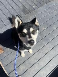 Found/Stray Male Dog last seen Intersection of Palmdale road and sheep creed road, Phelan, CA 92371