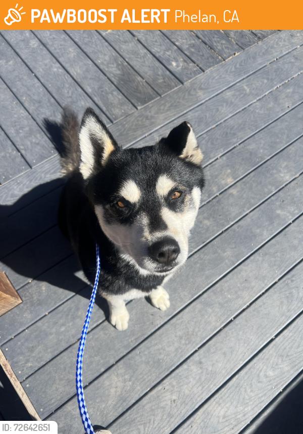 Found/Stray Male Dog last seen Intersection of Palmdale road and sheep creed road, Phelan, CA 92371
