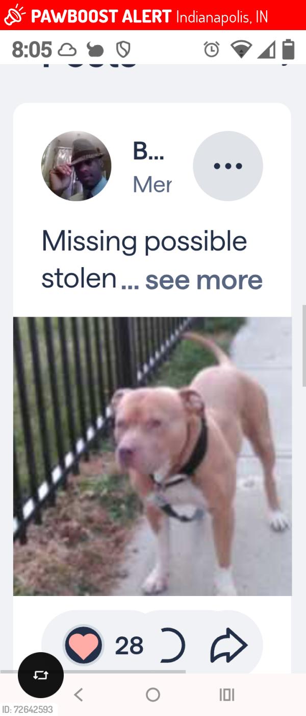 Lost Male Dog last seen Historic Dorchester apts, Indianapolis, IN 46205