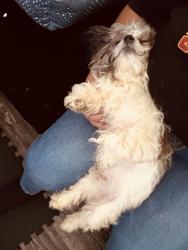 Lost Male Dog last seen bissonet y cook, Houston, TX 77099