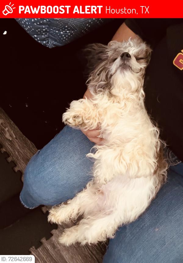 Lost Male Dog last seen bissonet y cook, Houston, TX 77099