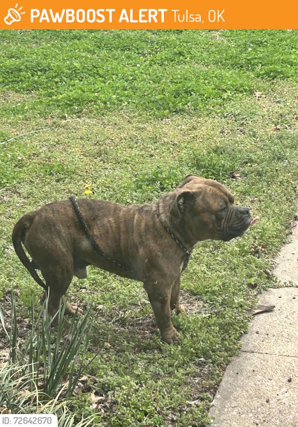 Found/Stray Male Dog last seen Along the street, Tulsa, OK 74127