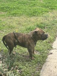 Found/Stray Male Dog last seen Along the street, Tulsa, OK 74127