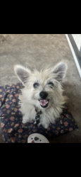 Lost Female Dog last seen Hover street , Houston, TX 77017