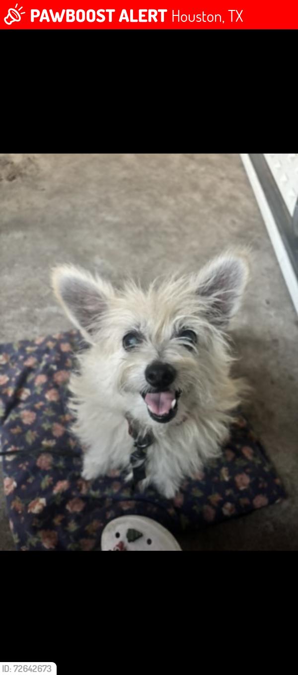Lost Female Dog last seen Hover street , Houston, TX 77017