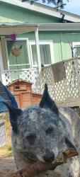 Lost Male Dog last seen Cedarview Dr E  , Bonney Lake, WA 98391