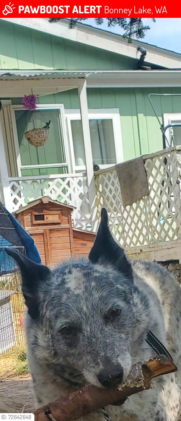 Lost Male Dog last seen Cedarview Dr E  , Bonney Lake, WA 98391