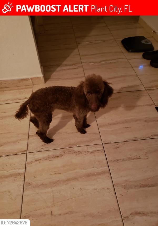 Lost Male Dog last seen Royal Hills subdivision on Turkey Creek Rd in Plant City,FL, Plant City, FL 33563