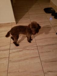 Lost Male Dog last seen Royal Hills subdivision on Turkey Creek Rd in Plant City,FL, Plant City, FL 33563