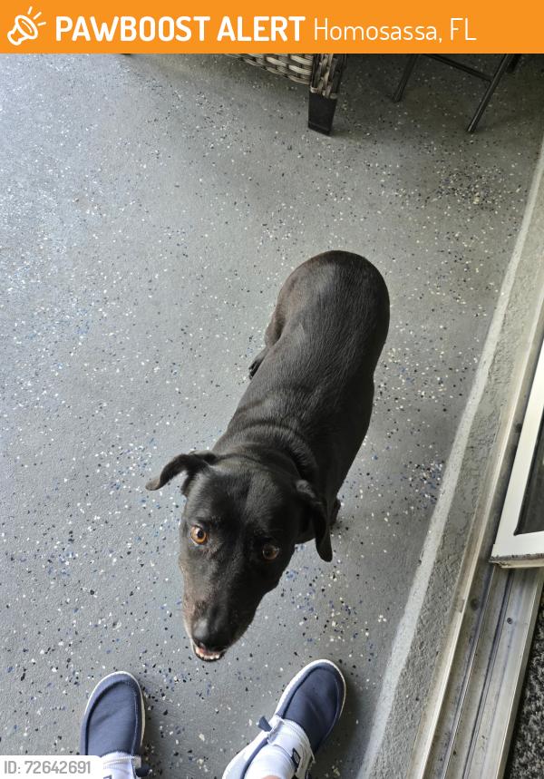 Found/Stray Female Dog last seen Us 19 homossa  depot, Homosassa, FL 34448