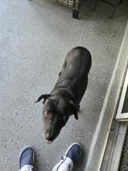 Found/Stray Female Dog last seen Us 19 homossa  depot, Homosassa, FL 34448