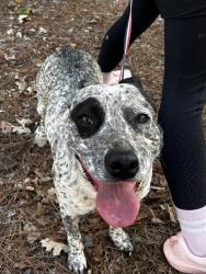 Found/Stray Unknown Dog last seen Fourth St and Strickland Ave, Athens, GA 30601