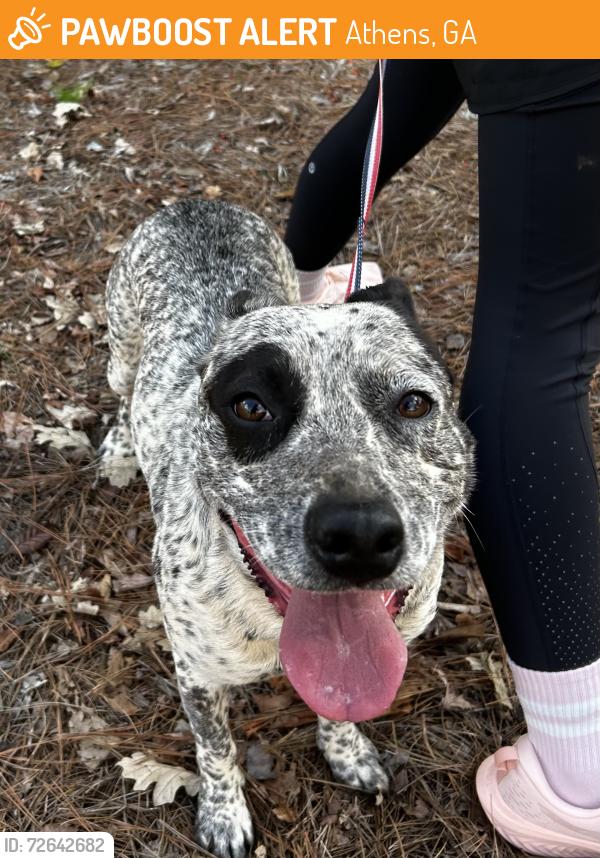 Found/Stray Unknown Dog last seen Fourth St and Strickland Ave, Athens, GA 30601