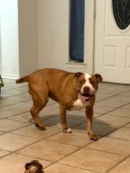Found/Stray Female Dog last seen She was sitting at a stop sign. , Parker County, TX 76049