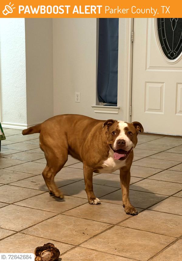 Found/Stray Female Dog last seen She was sitting at a stop sign. , Parker County, TX 76049