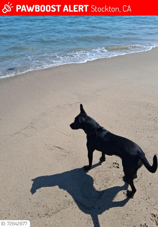 Lost Female Dog last seen N. Pershain & Benjamin Holt, Stockton, CA 95207