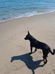 Lost Female Dog last seen N. Pershain & Benjamin Holt, Stockton, CA 95207