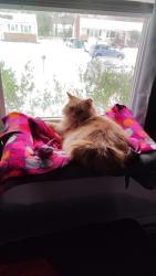 Lost Female Cat last seen Luther Rd and York Ave, Highland Springs, VA 23075
