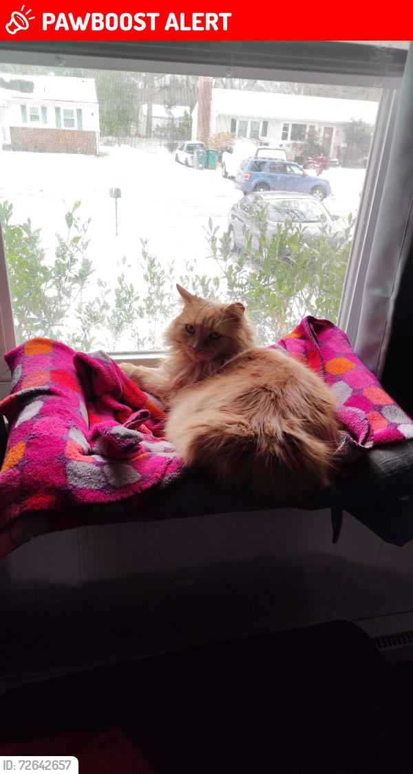 Lost Female Cat last seen Luther Rd and York Ave, Highland Springs, VA 23075