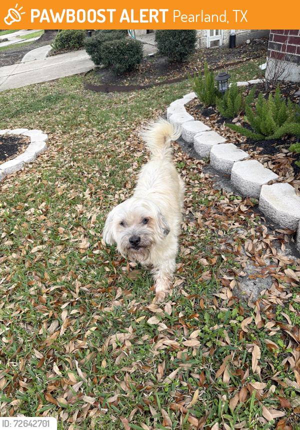 Found/Stray Unknown Dog last seen Shadow canyon ln, Pearland, TX 77584