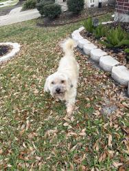Found/Stray Unknown Dog last seen Shadow canyon ln, Pearland, TX 77584