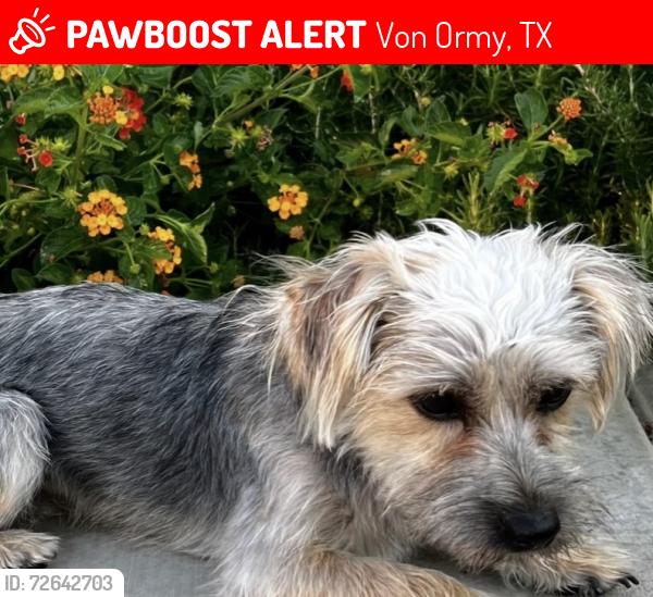 Lost Male Dog last seen Mistyrock and Nest Junction, Von Ormy, TX 78073