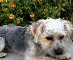 Lost Male Dog last seen Mistyrock and Nest Junction, Von Ormy, TX 78073
