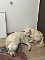 Found/Stray Female Dog last seen Nogales ave, city of industry , City of Industry, CA 91748