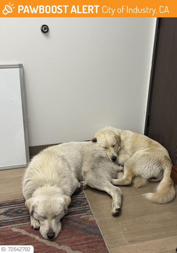 Found/Stray Female Dog last seen Nogales ave, city of industry , City of Industry, CA 91748