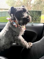 Lost Male Dog last seen power Inn Road, Sacramento, CA 95828