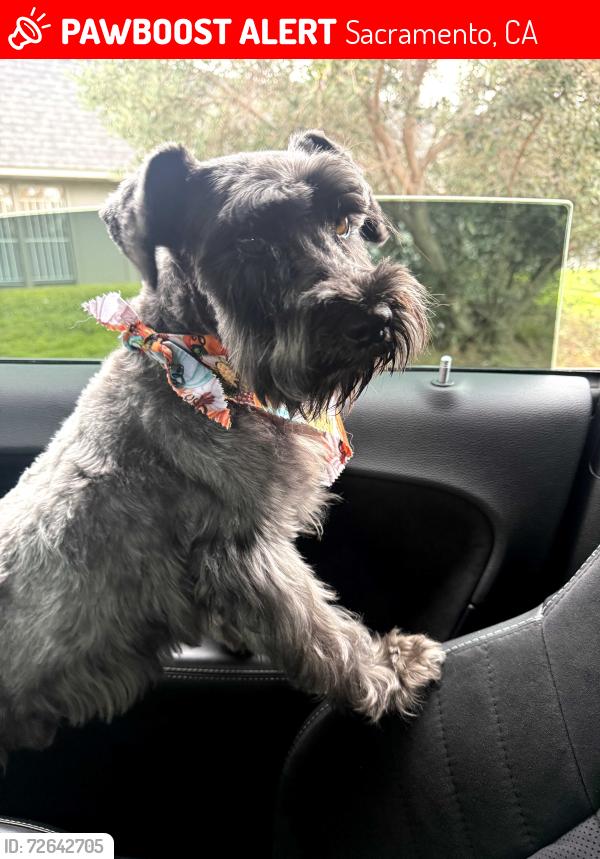 Lost Male Dog last seen power Inn Road, Sacramento, CA 95828