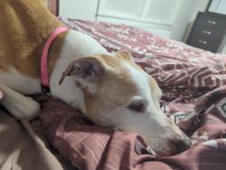Lost Female Dog last seen Norland Rd, Chambersburg, PA 17201