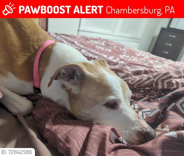 Lost Female Dog last seen Norland Rd, Chambersburg, PA 17201