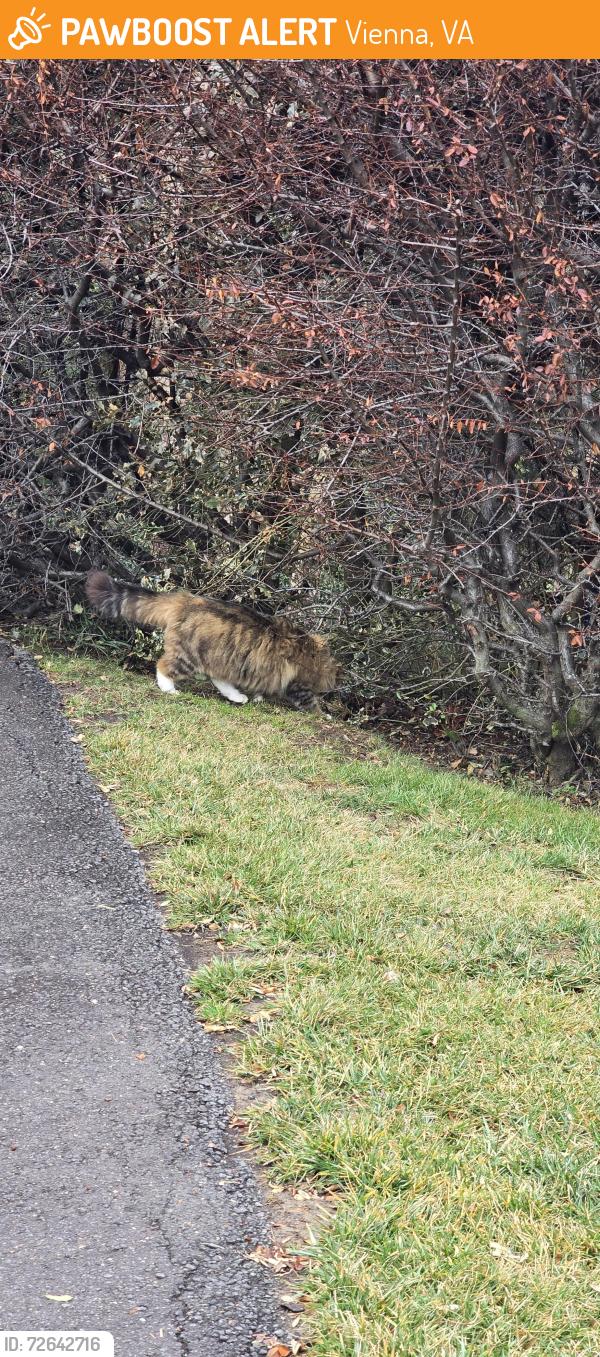 Found/Stray Unknown Cat last seen Meadowlark garden , Vienna, VA 22182