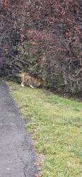 Found/Stray Unknown Cat last seen Meadowlark garden , Vienna, VA 22182