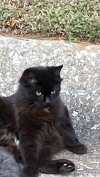 Lost Female Cat last seen Near Wesleyan drive , Macon, GA 31210