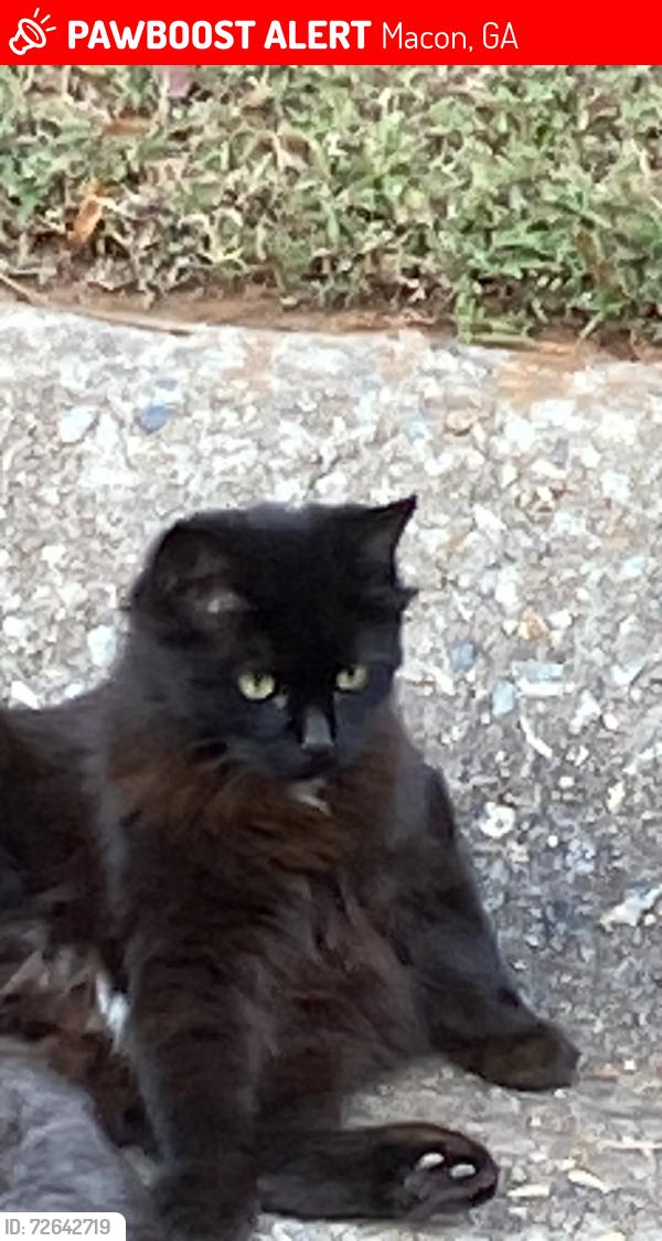 Lost Female Cat last seen Near Wesleyan drive , Macon, GA 31210