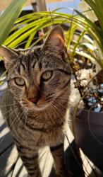 Lost Male Cat last seen 95th street and 89th avenue , Queens, NY 11421