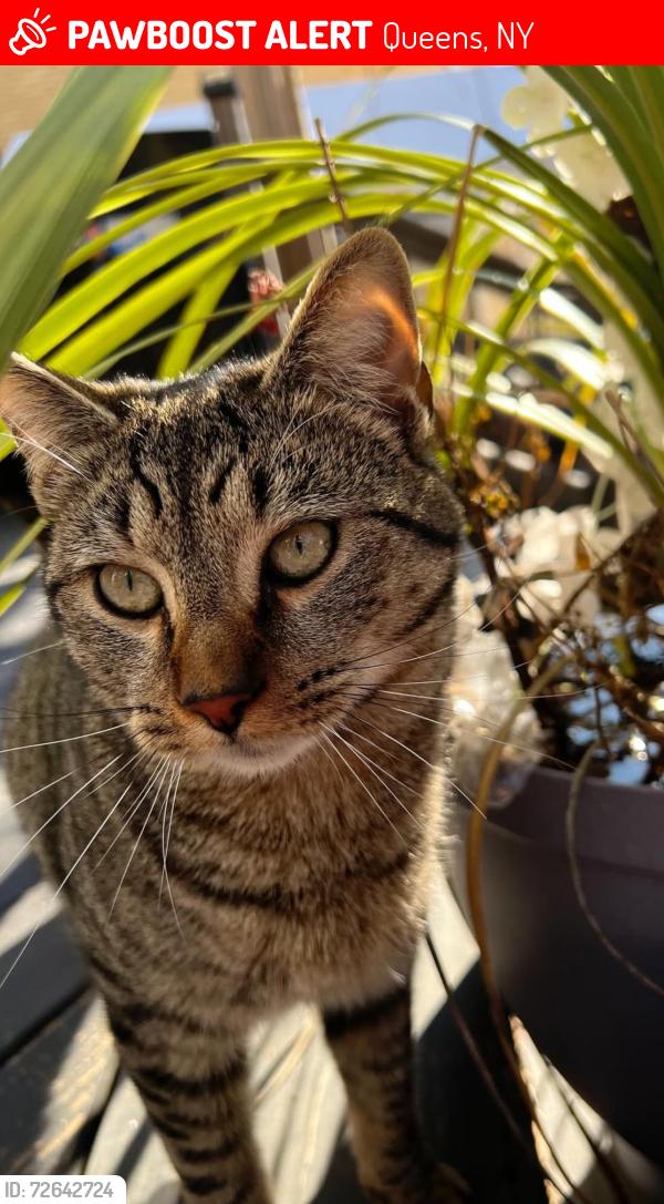 Lost Male Cat last seen 95th street and 89th avenue , Queens, NY 11421