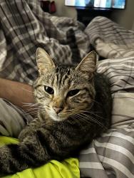 Lost Female Cat last seen 52nd and kenosha, Tulsa, OK 74103